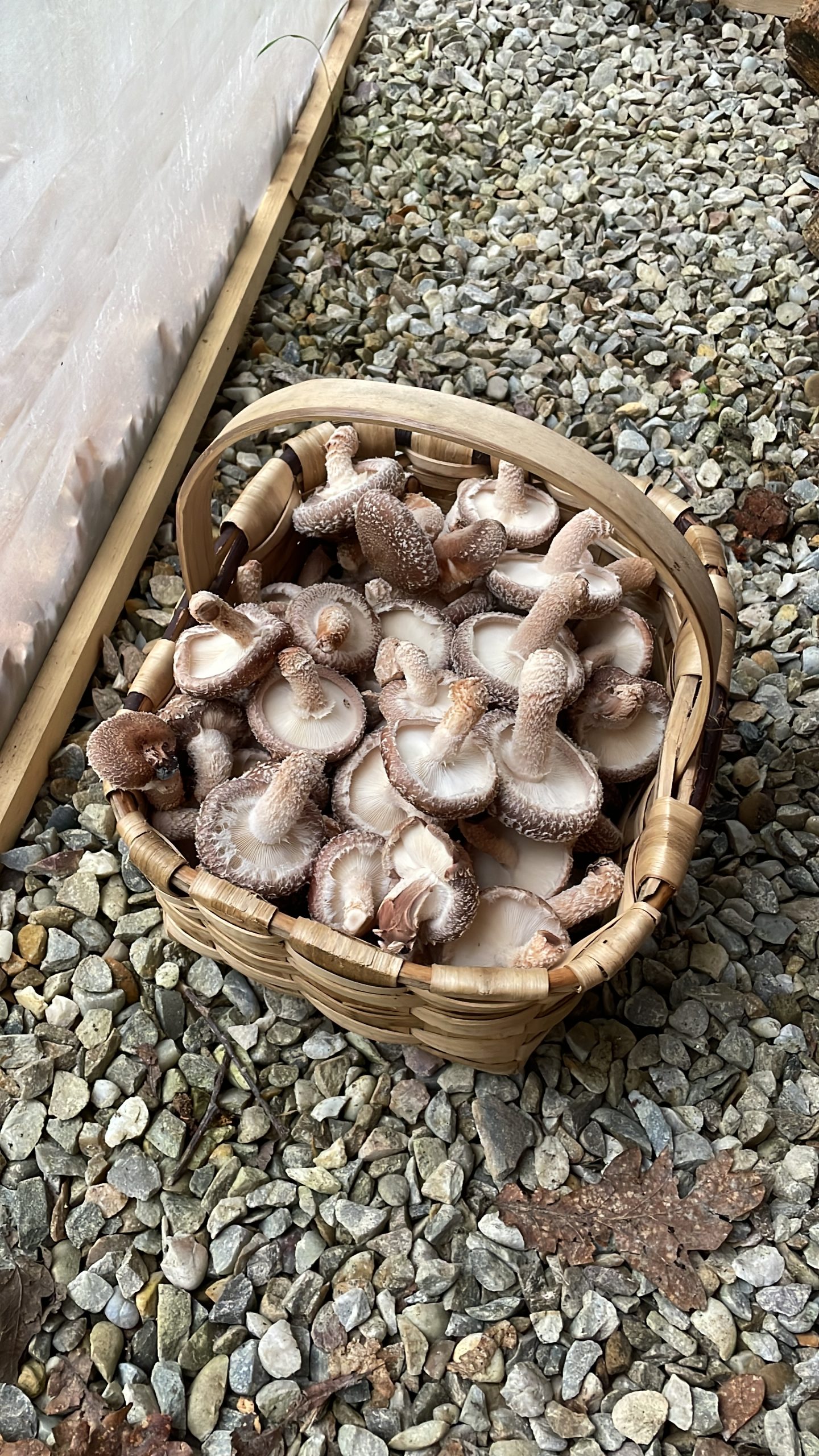 Setas Shiitake (Lentinula Edodes)