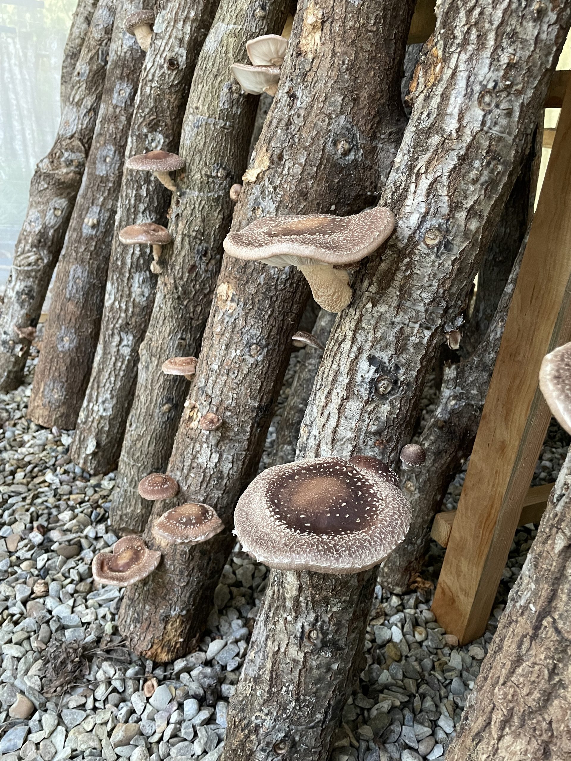 Setas Shiitake (Lentinula Edodes) - Imagen 2