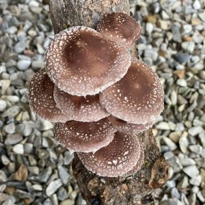 Setas Shiitake (Lentinula Edodes)