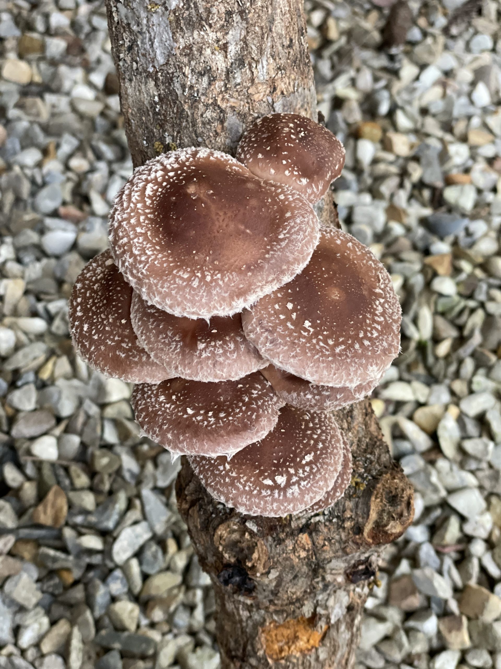 Setas Shiitake (Lentinula Edodes) - Imagen 3